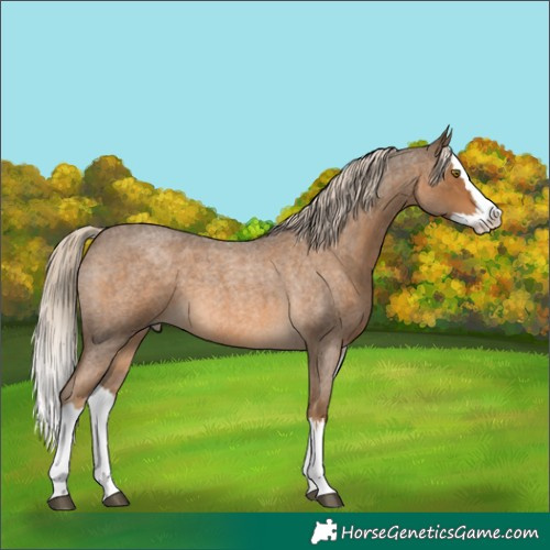 Horse Color:Chocolate Palomino Roan Splash 