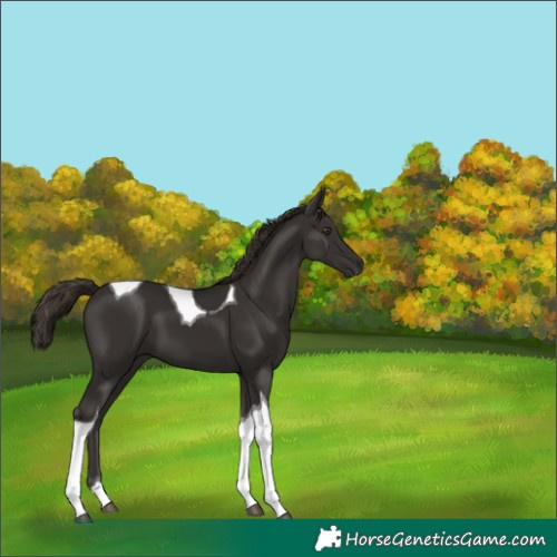 Horse Color:Liver Chestnut Tobiano 