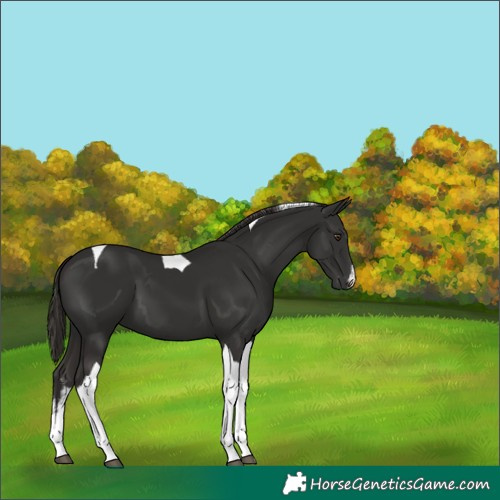 Horse Color:White Spotted Liver Chestnut Tobiano 