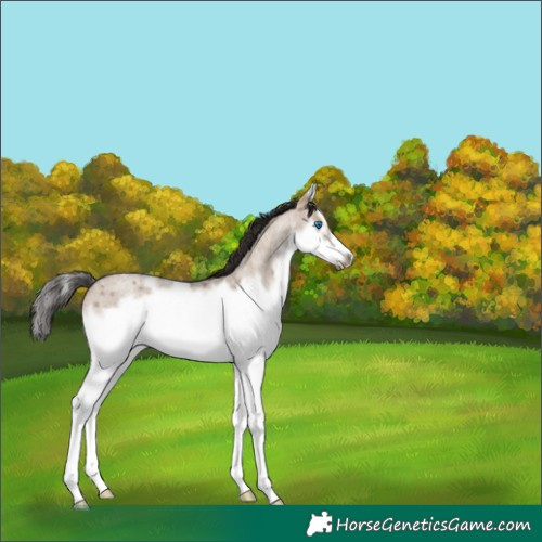 Horse Color:Liver Red Dun Roan Splash Frame 