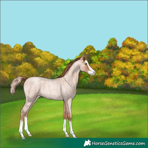 Horse Color:Gold Champagne Roan Splash 