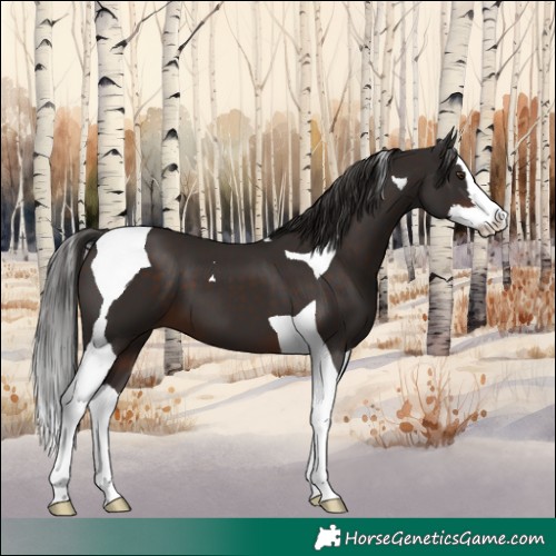 Horse Color:Liver Chestnut Splash Tobiano 