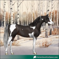 Horse Color:Liver Chestnut Splash Tobiano 