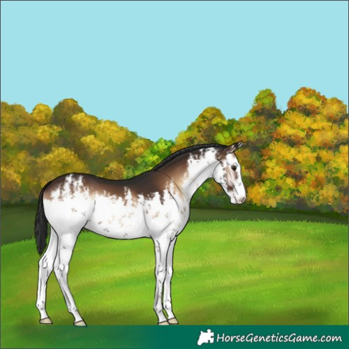 Horse Color:White Spotted Liver Red Onyx 