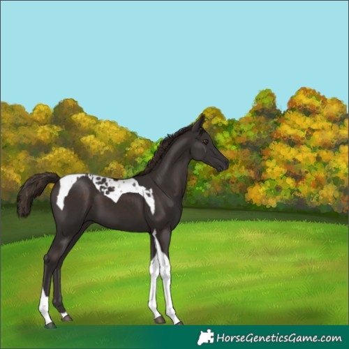 Horse Color:Liver Chestnut Tobiano 