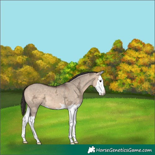 Horse Color:Bay Ice Dun Splash 