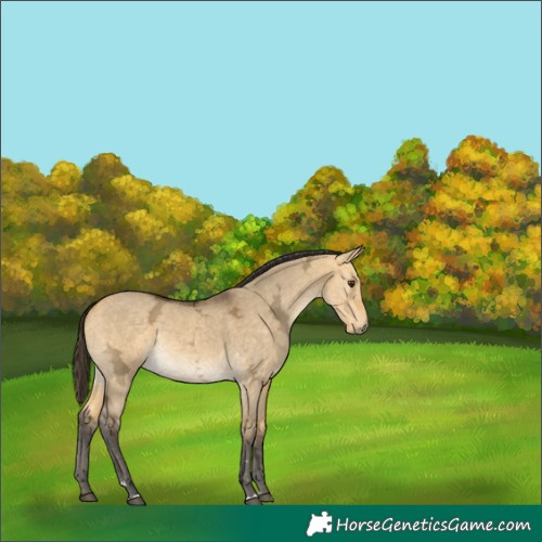 Horse Color:Buckskin Ice Dun 
