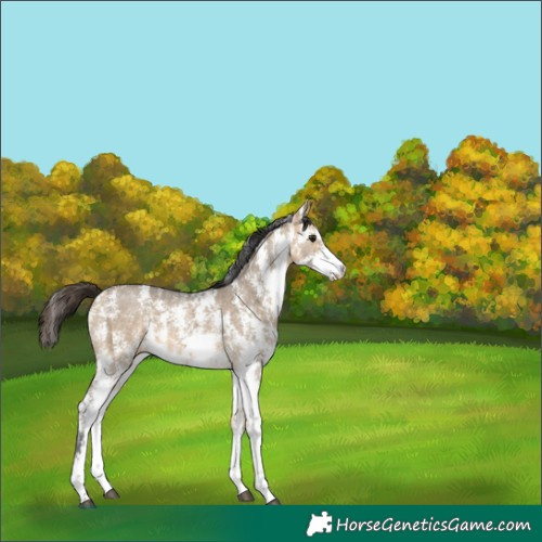 Horse Color:Buckskin Ice Dun Sabino 