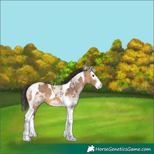 Horse Color:Bay Ice Dun Splash Tobiano 