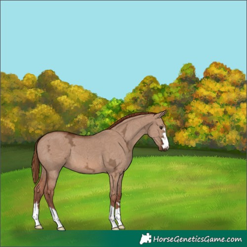 Horse Color:Red Dun Ice 