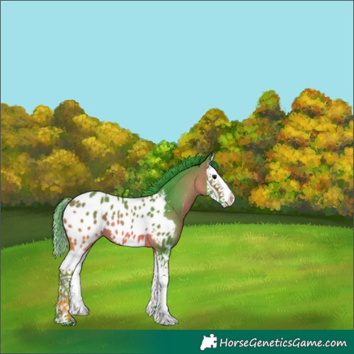 Horse Color:Watercolor Bay Splash Appaloosa 