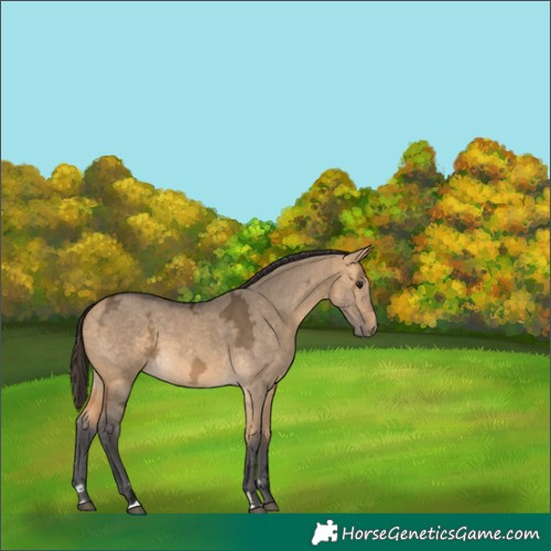 Horse Color:Buckskin Ice Dun 