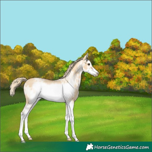 Horse Color:Palomino Ice Roan Dun Splash Frame 