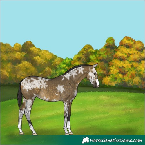 Horse Color:Buckskin Ice Dun 