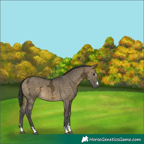 Horse Color:Buckskin Ice Dun 