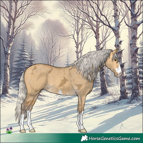 Horse Color:Silver Buckskin Ice Dun 