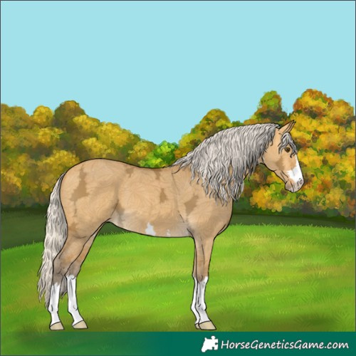 Horse Color:Silver Buckskin Ice Dun 