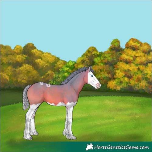 Horse Color:Watercolor Bay Splash 