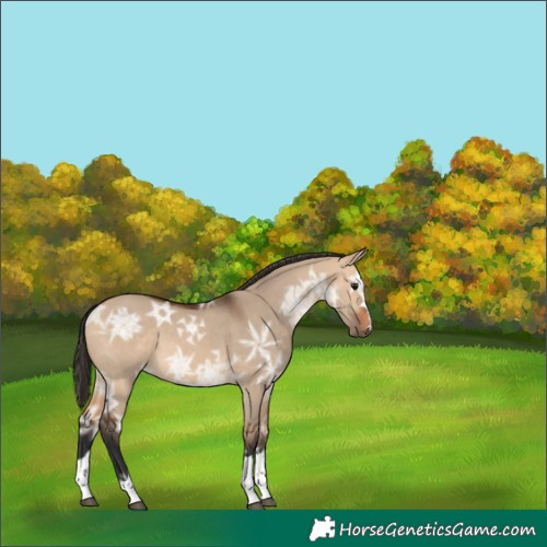 Horse Color:Bay Ice Dun 