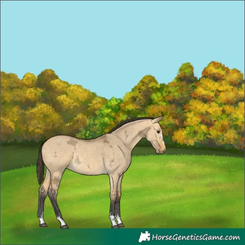 Horse Color:Buckskin Ice Dun 