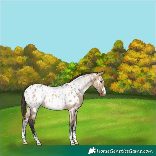 Horse Color:Brown Ice Dun Appaloosa Rabicano 
