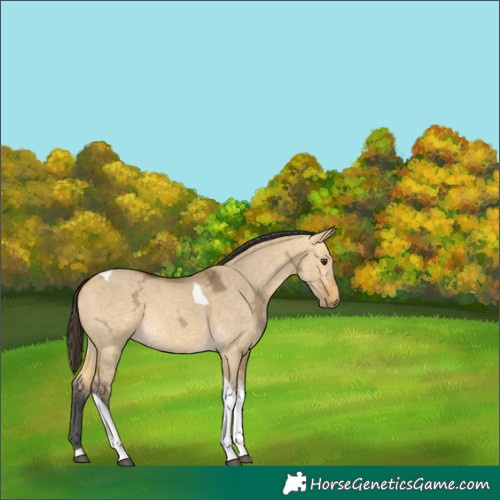 Horse Color:Buckskin Ice Dun Tobiano Rabicano 