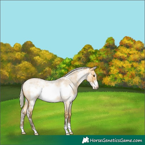 Horse Color:Silver Buckskin Ice Roan Dun Frame 