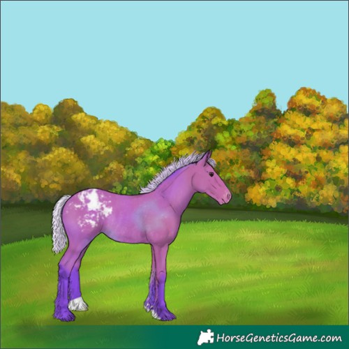 Horse Color:Watercolor Silver Bay Appaloosa Rabicano 