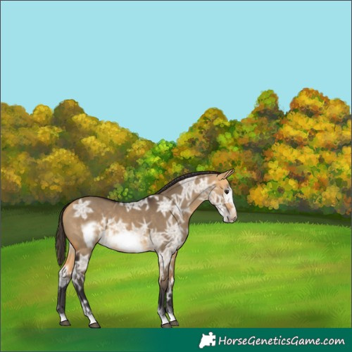 Horse Color:Buckskin Ice Dun Frame Rabicano 