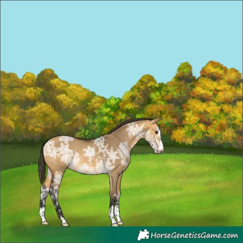 Horse Color:Buckskin Ice Dun Rabicano 