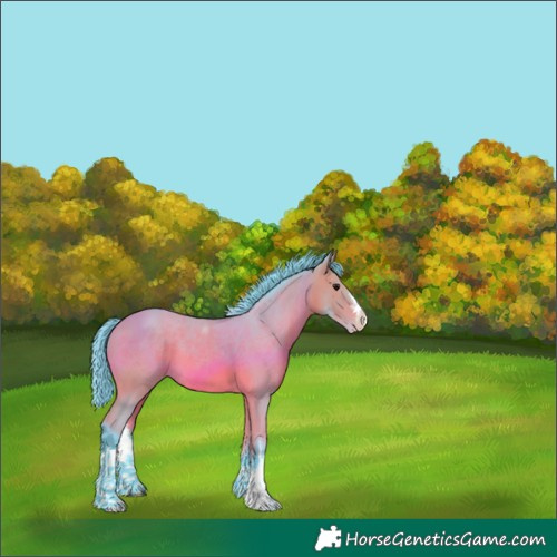 Horse Color:Watercolor White Spotted Bay Appaloosa 