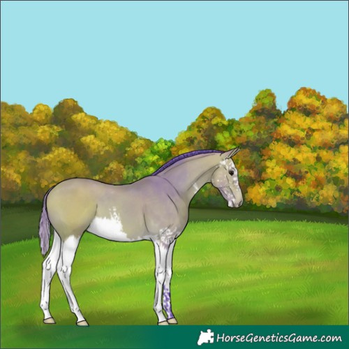 Horse Color:Watercolor White Spotted Buckskin Splash 