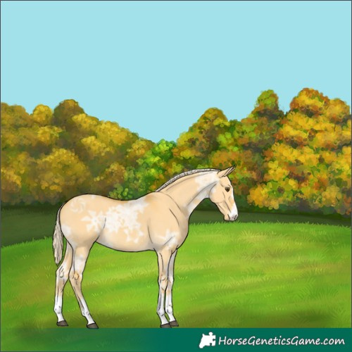 Horse Color:Palomino Ice Dun 