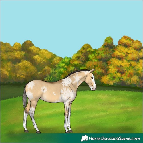 Horse Color:Buckskin Ice Dun Splash 