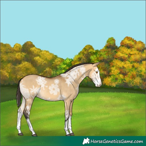 Horse Color:Buckskin Ice Dun Splash Rabicano 