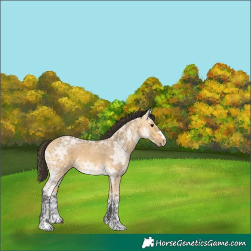Horse Color:Buckskin Ice Dun 