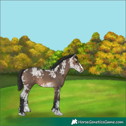 Horse Color:Brown Ice Dun 