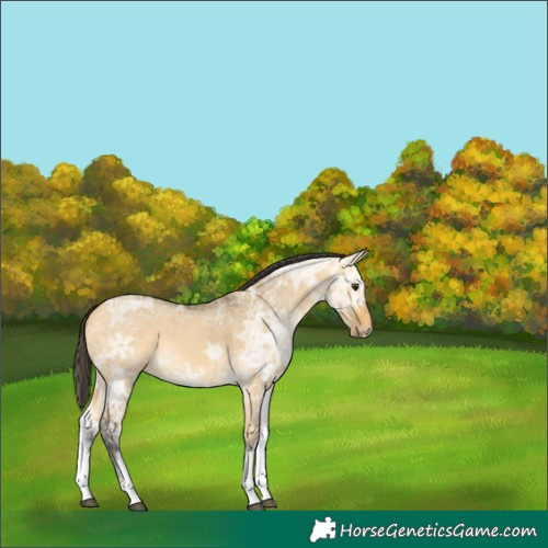 Horse Color:White Spotted Buckskin Ice Dun 