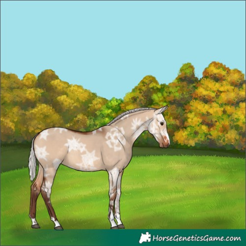 Horse Color:Silver Bay Ice Dun 