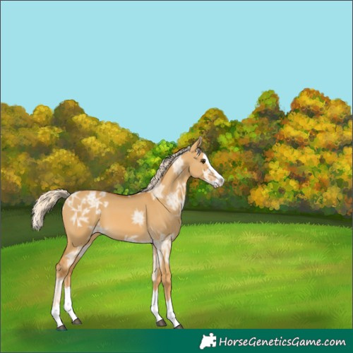 Horse Color:Palomino Ice Dun Splash 