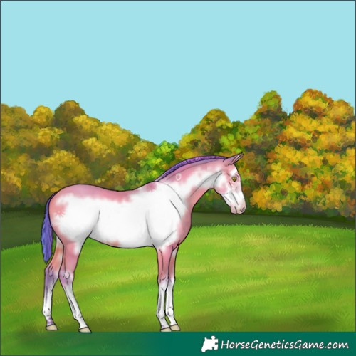 Horse Color:Watercolor White Spotted Amber Champagne Frame 