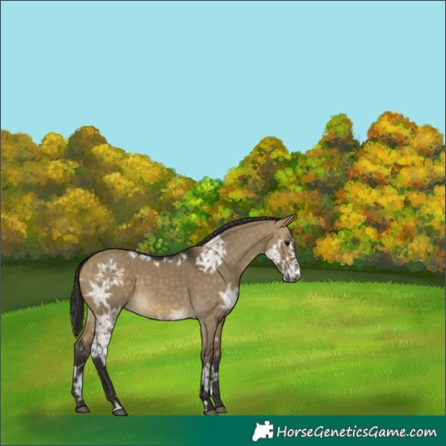 Horse Color:Buckskin Ice Dun 