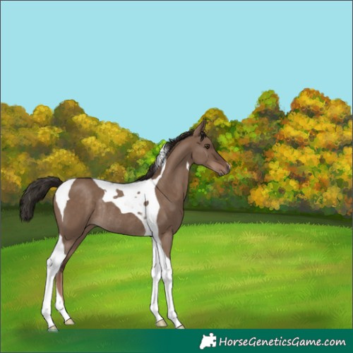 Horse Color:Liver Red Dun Tobiano Rabicano 