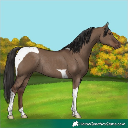 Horse Color:Liver Red Dun Tobiano Rabicano 