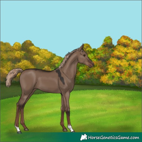 Horse Color:Liver Red Dun Tobiano Rabicano 