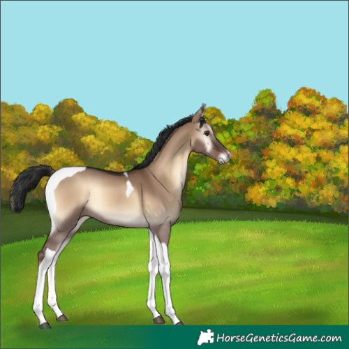 Horse Color:Liver Red Dun Onyx Tobiano Rabicano 