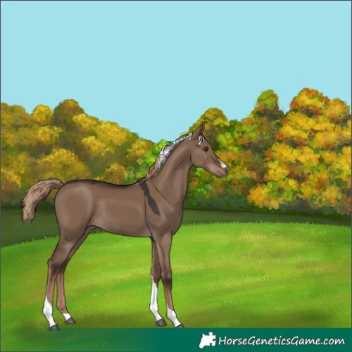 Horse Color:Liver Red Dun Tobiano Rabicano 