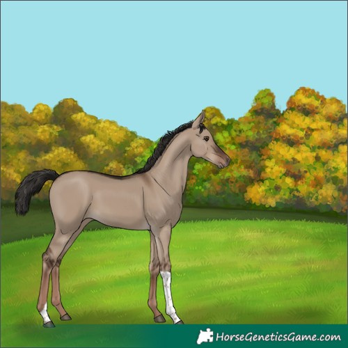 Horse Color:Liver Red Dun Tobiano Rabicano 