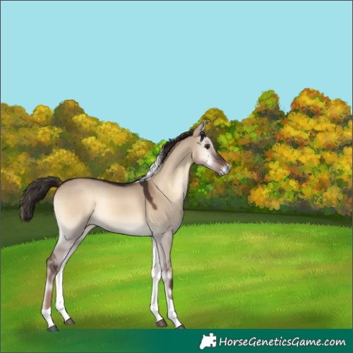 Horse Color:Liver Red Dun Onyx Tobiano Rabicano 