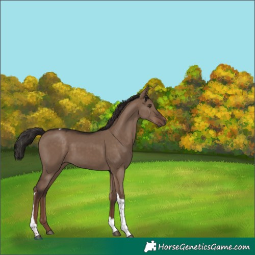 Horse Color:Liver Red Dun Tobiano Rabicano 